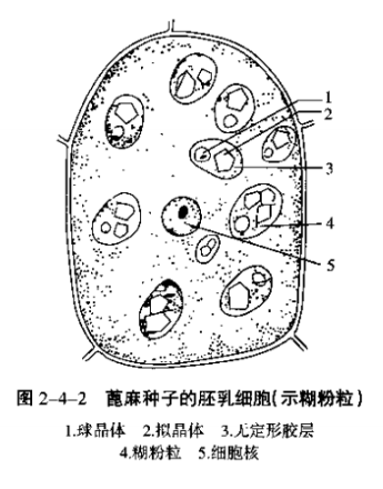 植物细胞中淀粉粒、糊粉粒和油滴的观察和检验实验-糊粉粒（蛋白质）鉴定