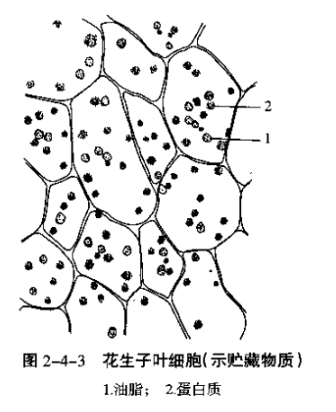 植物细胞中淀粉粒、糊粉粒和油滴的观察和检验实验-脂肪鉴定