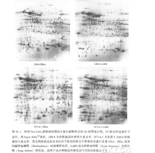 实质等同性（蛋白质组学）