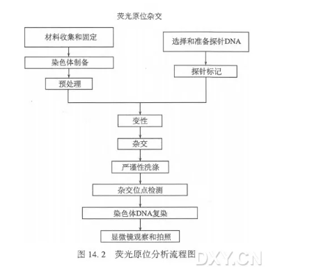 荧光原位杂交技术检测植物基因组中整合的转基因片段