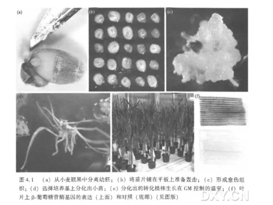 基因枪法转化小麦实验-准备供体材料