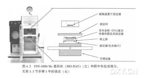 基因枪法转化小麦实验-使用 PDS-1000/He 基因枪轰击