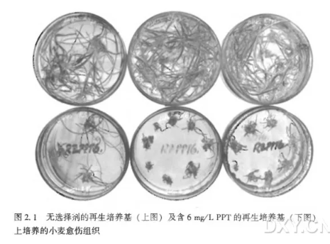 转基因植株的选择实验-转基因植株的生长和选择