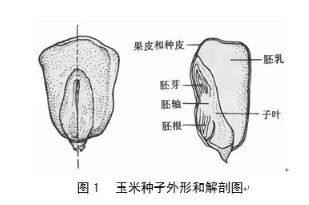 基因的分离独立分配和互作实验