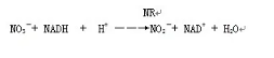 离体法植物体内硝酸还原酶活性的测定实验