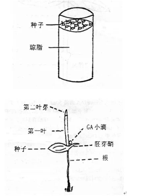 赤霉素类物质浓度测定实验