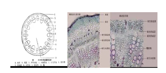 茎的次生结构实验-观察切片