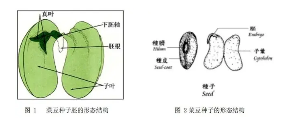 种子与幼苗的观察