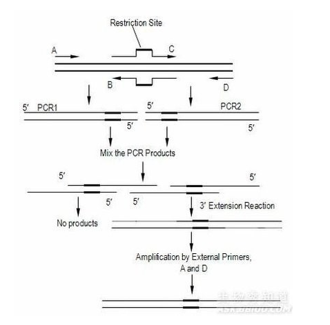 重叠延伸PCR实验