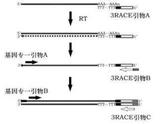 RACE实验有哪些发展趋势？